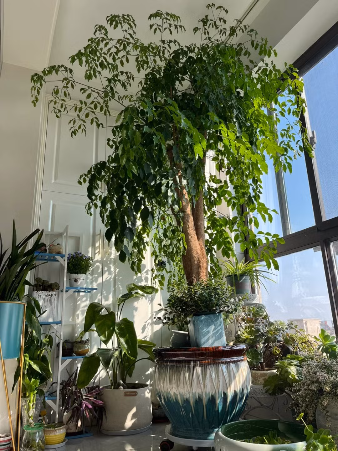  "Búp bê Trung Quốc" này được cả thế giới yêu quý, trở thành một loại cây cảnh trong nhà quyến rũ nhất vì tán lá thanh lịch và dễ chăm sóc. Cây hạnh phúc là một cây rụng lá cỡ trung bình thuộc họ Bigger và chi Phaseolus. Ảnh minh họa Toutiao 