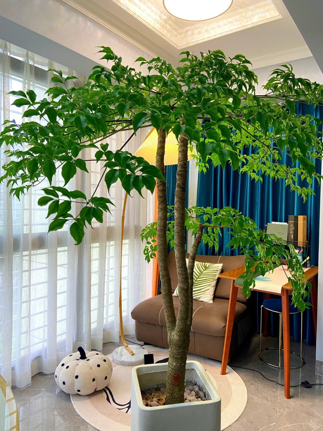  Cây hạnh phúc có thể cao tới 15 mét, vỏ cây màu xám nhạt, có những vết nứt dọc sâu và bong ra từng mảng. Lá là lá kép hình 2 đến 3 lông chim, lá mọc so le, lá giữa mọc đối, đầu lá nhọn, mép nguyên, hai mặt lá không có lông. Ảnh minh họa Toutiao 