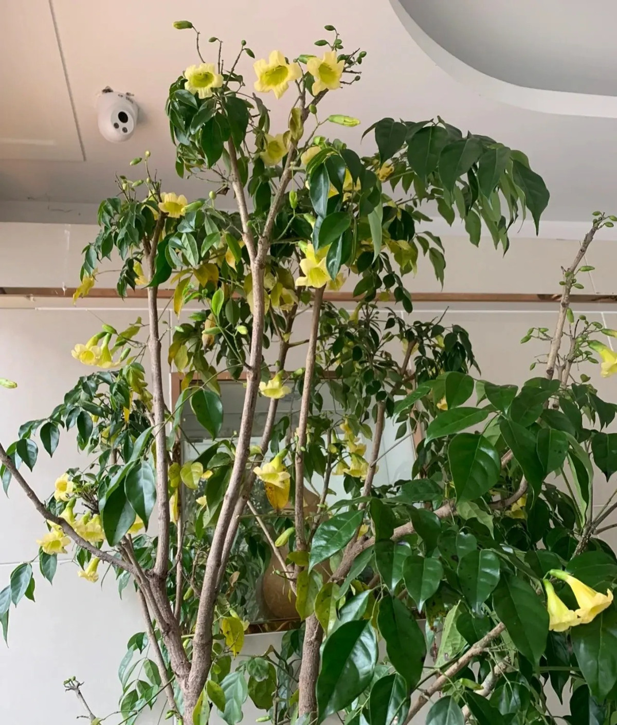  Một môi trường gia đình thoải mái và dễ chịu có thể sưởi ấm cơ thể và tâm trí của chúng ta. Một nơi tràn ngập hương vị hạnh phúc. Và cây hạnh phúc là nhân chứng cho hạnh phúc của bạn mỗi ngày. Ảnh minh họa Toutiao