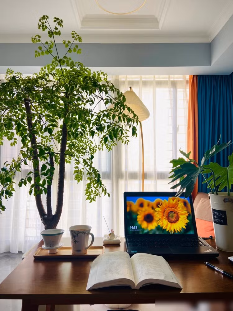 Nhiều nghiên cứu chỉ ra rằng, quá trình quang hợp của cây xanh có thể thúc đẩy sự trong lành của không khí trong nhà và tốc độ giải phóng oxy và làm cho môi trường gia đình của bạn có lợi hơn cho sức khỏe thể chất và tinh thần của bạn. Ảnh minh họa Toutiao