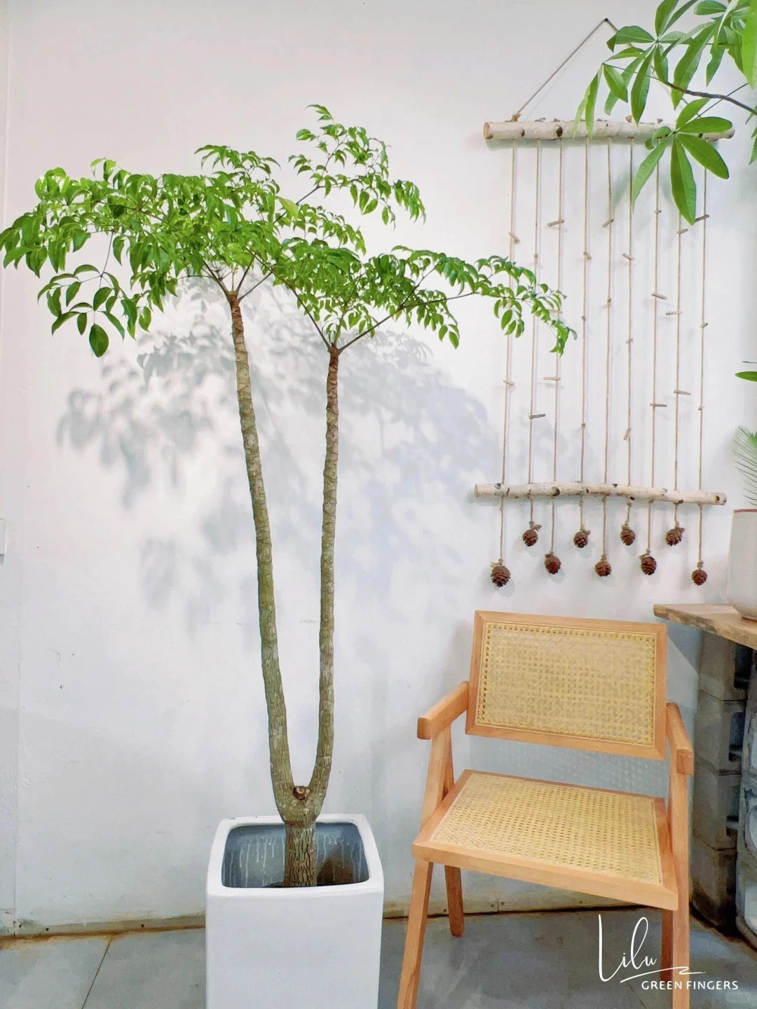  Vì cây cảnh hạnh phúc rất to khỏe nên chuyên gia phong thủy cũng cho rằng, một cây hạnh phúc vững chãi, xanh tươi có thể đặt ở nhà để giữ an toàn cho ngôi nhà. Đồng thời nó có thể mang lại nhiều may mắn cho gia đình và làm cho các thành viên gia đình khỏe mạnh hơn. Ảnh minh họa Toutiao