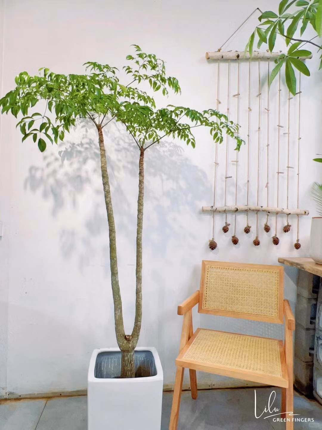  Vì cây cảnh hạnh phúc rất to khỏe nên chuyên gia phong thủy cũng cho rằng, một cây hạnh phúc vững chãi, xanh tươi có thể đặt ở nhà để giữ an toàn cho ngôi nhà. Đồng thời nó có thể mang lại nhiều may mắn cho gia đình và làm cho các thành viên gia đình khỏe mạnh hơn. Ảnh minh họa Toutiao