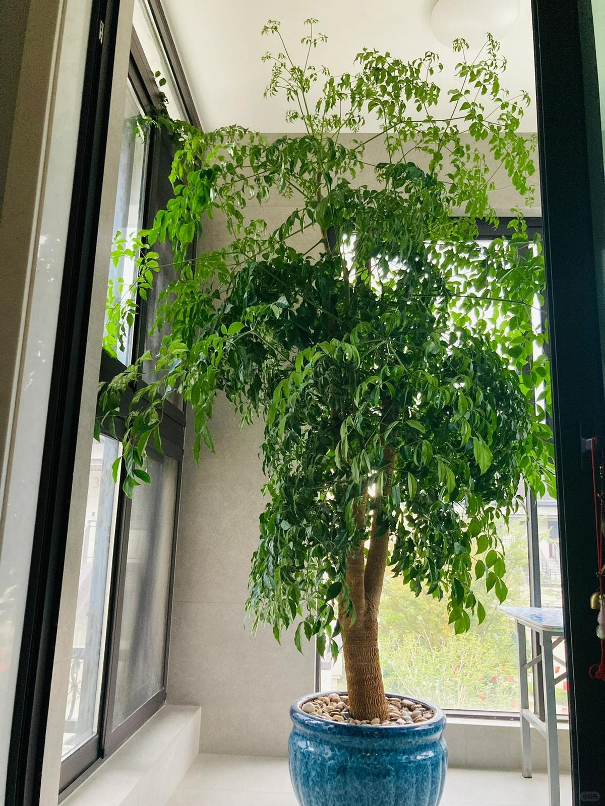  Những chiếc lá mỏng manh và tán lá xanh tươi tuyệt đẹp của cây cảnh tượng trưng cho sự phát triển và thịnh vượng, đóng vai trò như lời nhắc nhở chúng ta nuôi dưỡng sự phát triển của chính mình và theo đuổi những gì chúng ta thực sự mong muốn trong cuộc sống. Ảnh minh họa Toutiao