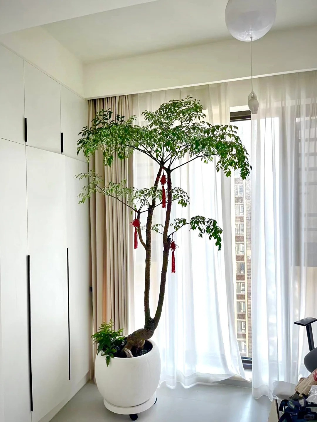  Ý nghĩa của cây cảnh hạnh phúc. Cây búp bê Trung Quốc tượng trưng cho biểu tượng sâu sắc về khả năng phục hồi và thích nghi, phản ánh những thử thách và chiến thắng của cuộc sống. Cây thường được dùng như một biểu tượng để nhắc nhở mọi người phải kiên trì vượt qua nghịch cảnh và trở nên mạnh mẽ hơn. Ảnh minh họa Toutiao 