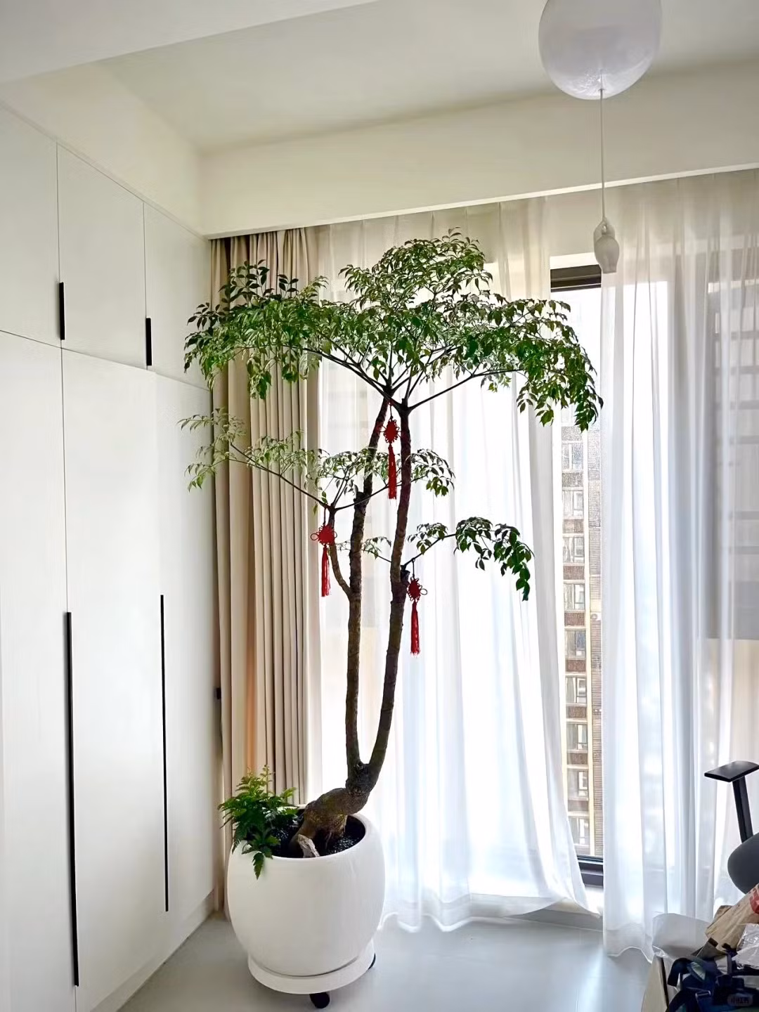  Ý nghĩa của cây cảnh hạnh phúc. Cây búp bê Trung Quốc tượng trưng cho biểu tượng sâu sắc về khả năng phục hồi và thích nghi, phản ánh những thử thách và chiến thắng của cuộc sống. Cây thường được dùng như một biểu tượng để nhắc nhở mọi người phải kiên trì vượt qua nghịch cảnh và trở nên mạnh mẽ hơn. Ảnh minh họa Toutiao 