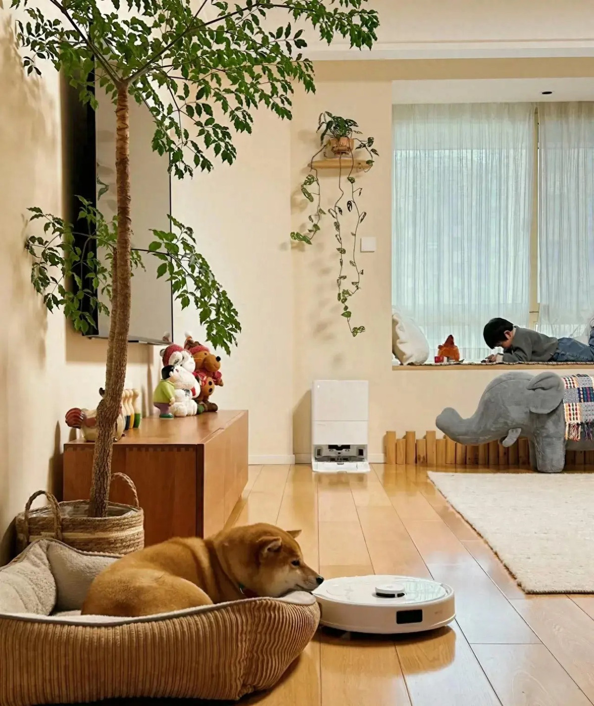 Và những ưu điểm này chắc chắn được thể hiện một cách hoàn hảo trong phòng khách cây hạnh phúc. Một cây hạnh phúc trong phòng khách không chỉ tạo thêm cảm giác trang trí cho không gian mà còn tạo thêm cảm giác ấm áp giữa con người với nhau. Ảnh minh họa Toutiao