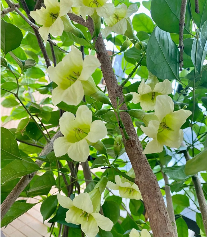 Cây này cũng đóng vai trò như lời nhắc nhở về sự phát triển và đổi mới, về cách thay đổi và phát triển có thể diễn ra trong mọi tình huống, bất kể con người phải trải qua những khó khăn nào trong cuộc sống. Rước 1 cây hạnh phúc về nhà, mọi người thường gửi gắm mong ước vào nó và hy vọng nó sẽ lan tỏa hạnh phúc trong cuộc sống của mình. Ảnh minh họa Toutiao 