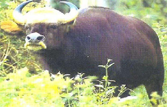 br/> Bò xám: Thuộc loài bò, nhưng bò xám có giá trị cao hơn hẳn đồng loại của mình. Chúng được xem là niềm tự hào của Tây Nguyên, Việt Nam. Tuy nhiên, cũng vì quý hiếm, đặc biệt mà bò xám bị săn bắt tràn lan, dẫn đến tình trạng hiện tại đã diệt vong.