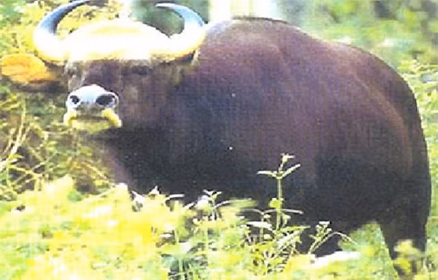 br/> Bò xám: Thuộc loài bò, nhưng bò xám có giá trị cao hơn hẳn đồng loại của mình. Chúng được xem là niềm tự hào của Tây Nguyên, Việt Nam. Tuy nhiên, cũng vì quý hiếm, đặc biệt mà bò xám bị săn bắt tràn lan, dẫn đến tình trạng hiện tại đã diệt vong.