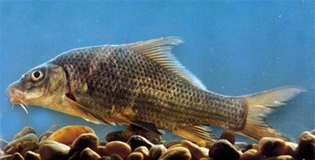 br/> Cá chép gốc: Nhiều người sẽ nghĩ cá chép thì có gì để quý giá? Nhưng thực tế loài cá chép gốc khác biệt loài cá chép thường rất nhiều. Thịt của chúng ngon và chỉ sống ở sông Kỳ Cùng, tỉnh Lạng Sơn. Loài cá chép gốc bị đánh bắt quá nhiều nên hiện đã tuyệt chủng.