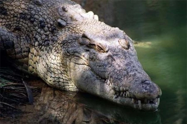 br/> Cá sấu hoa cà: Sinh sống ở vùng Đồng bằng sông Cửu Long, cá sấu hoa cà là loài bò sát khổng lồ, dài đến 7m, thống trị khu vực mình cư ngụ. Loài cá sấu này được xác định đã tuyệt chủng trong môi trường thiên nhiên, nhưng hiện được người dân nuôi trong các trang trại, vườn thú để lấy thịt và da.