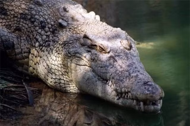 br/> Cá sấu hoa cà: Sinh sống ở vùng Đồng bằng sông Cửu Long, cá sấu hoa cà là loài bò sát khổng lồ, dài đến 7m, thống trị khu vực mình cư ngụ. Loài cá sấu này được xác định đã tuyệt chủng trong môi trường thiên nhiên, nhưng hiện được người dân nuôi trong các trang trại, vườn thú để lấy thịt và da.
