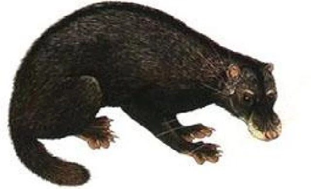 br/> Cầy rái cá: Cầy rái cá thuộc họ cầy, nhưng lại sống gần nước như rái cá. Chúng được bắt gặp ở hồ Ba Bể (Bắc Kạn). Tuy nhiên, nhiều năm qua người ta không còn thấy cầy rái cá xuất hiện nữa.