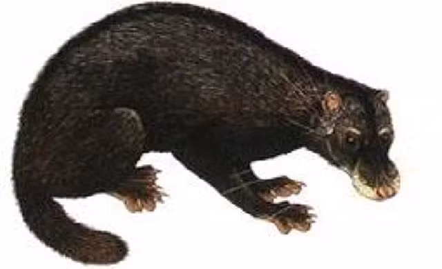 br/> Cầy rái cá: Cầy rái cá thuộc họ cầy, nhưng lại sống gần nước như rái cá. Chúng được bắt gặp ở hồ Ba Bể (Bắc Kạn). Tuy nhiên, nhiều năm qua người ta không còn thấy cầy rái cá xuất hiện nữa.