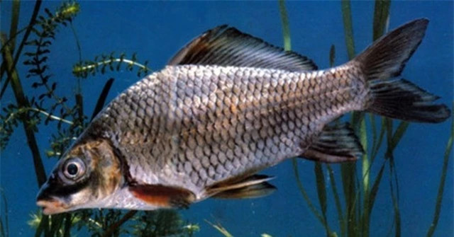 br/> Cá lợ thân thấp: Cá lợ thân thấp là cái tên nghe thật lạ lẫm với nhiều người. Điều này cũng dễ hiểu vì hiện tại chúng đã không còn tồn tại. Trước đây, loài cá này sinh sống ở các sông suối miền núi phía Bắc.