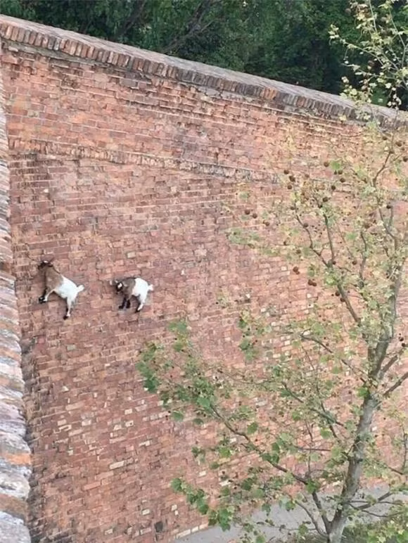  "Ngón chân" của dê xanh rất linh hoạt, có thể tách rời theo ý muốn. Móng guốc rất nhỏ, có thể dễ dàng nhét vào những khoảng trống trên vách đá. Hơn nữa, trên móng guốc của nó có một miếng thịt mềm, có thể tăng lên ma sát và "phanh" của nó rất ổn định!