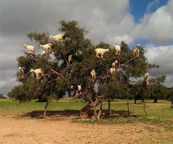 br/> Tại sao dê xanh lại có khả năng leo trèo như vậy? Khả năng leo trèo mạnh mẽ của dê xanh thực chất là kết quả của quá trình chọn lọc và tiến hóa của tự nhiên. Để tồn tại và tránh khỏi nguy hiểm, nó phải trốn đến những vách đá đầy rẫy nguy hiểm, đối với dê đó lại là “ngôi nhà an toàn”, chủ yếu là vì móng và khớp của nó rất đặc biệt. 