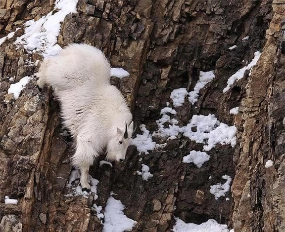  Chúng là những vũ công táo bạo và nhẹ nhàng nhất trên nóc nhà thế giới và có thể sống sót sau cú ngã từ độ cao 10 mét. Tuy nhiên, chúng cũng có một điểm yếu: nếu quay lại sẽ ngã chết. Tại sao chúng sống trên vách đá dựng đứng? Tại sao chúng có thể đi lại và nhảy tự do trên vách đá?