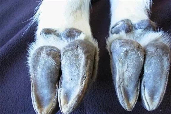 Đối với nhiều loài động vật, vách đá là mối nguy hiểm không thể vượt qua, nhưng đối với dê xanh, đó chỉ là một điều đơn giản. Vì vậy, mỗi khi gặp nguy hiểm, dê xanh sẽ “trốn thoát” trên những vách đá dựng đứng, và điều này liên quan nhiều đến khả năng leo trèo tuyệt vời của nó.