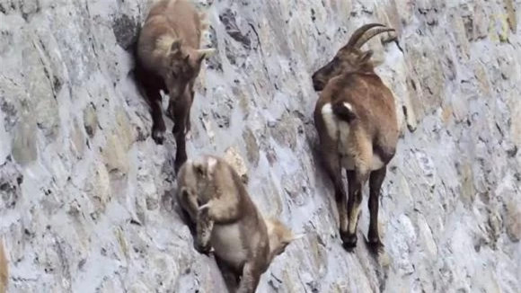 br/> Tại sao dê xanh sống trên vách đá dựng đứng? Tất cả những điều nguy hiểm mà con người làm đều vì sự sống và sự sinh tồn, và dê xanh cũng không ngoại lệ. Chúng beo trên những vách đá đựng đứng là để lấy muối. Muối là một thứ cần thiết cho cuộc sống con người chúng ta và động vật như dê xanh cũng không ngoại lệ.