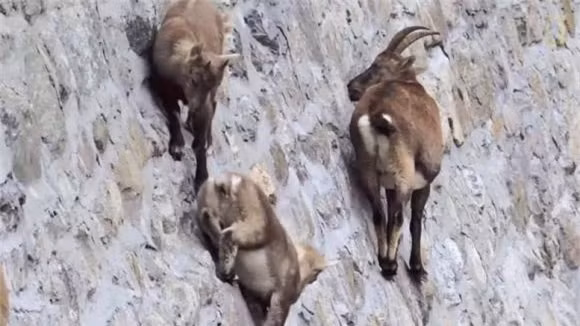 br/> Tại sao dê xanh sống trên vách đá dựng đứng? Tất cả những điều nguy hiểm mà con người làm đều vì sự sống và sự sinh tồn, và dê xanh cũng không ngoại lệ. Chúng beo trên những vách đá đựng đứng là để lấy muối. Muối là một thứ cần thiết cho cuộc sống con người chúng ta và động vật như dê xanh cũng không ngoại lệ.