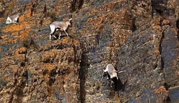 br/> Những tảng đá trên vách đá thường tiết ra tinh thể natri và khoáng chất, còn những chú dê xanh leo lên những vách đá dựng đứng chỉ để liếm một miếng muối hoặc ăn những cây lá xanh tươi.