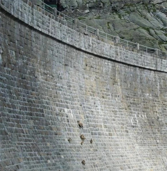 br/> Chỉ cần có một điểm lực nhỏ, nó có thể đứng vững trên vách đá. Đối với chúng ta đó là một vách đá gần như thẳng đứng, nhưng đối với con dê xanh thì đó thực sự là một môi trường rất bình thường, giống như chúng ta đang đứng trên cầu thang. Ngày nay, số lượng dê xanh đã vượt quá 40.000 con. Hầu hết chúng tập trung ở núi Helan và sống một cuộc sống thoải mái.