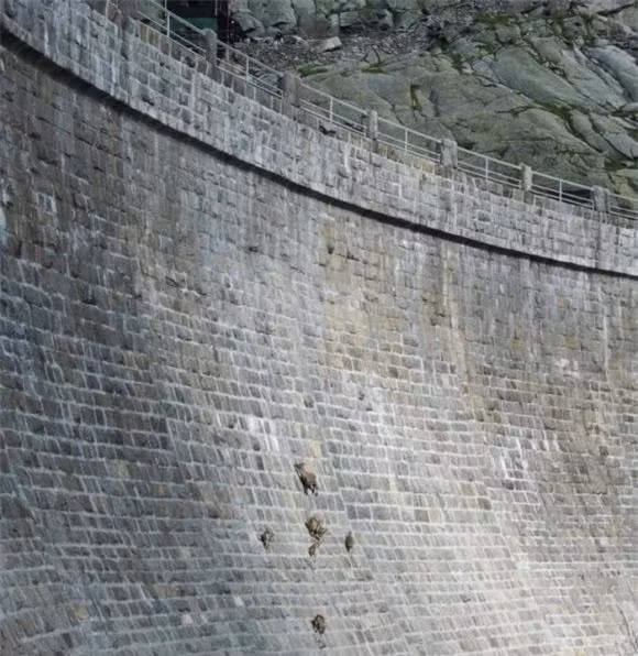 br/> Chỉ cần có một điểm lực nhỏ, nó có thể đứng vững trên vách đá. Đối với chúng ta đó là một vách đá gần như thẳng đứng, nhưng đối với con dê xanh thì đó thực sự là một môi trường rất bình thường, giống như chúng ta đang đứng trên cầu thang. Ngày nay, số lượng dê xanh đã vượt quá 40.000 con. Hầu hết chúng tập trung ở núi Helan và sống một cuộc sống thoải mái.