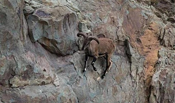 br/> Sừng của dê xanh có thể phát triển rất cao. Sừng trung bình khoảng 60 cm, chiếc cao nhất là 84,4 cm, hơn nữa, sừng được bao phủ bởi nhiều nếp nhăn và hạt, đồng thời có một số sọc ngang. Nhưng điều đáng ngạc nhiên là sừng của nó trông không hề thô mà khá mịn. Hơn nữa, dê xanh không có mùi thịt dê. Chẳng lẽ những con cừu yêu thể thao lại không có mùi thịt dê?