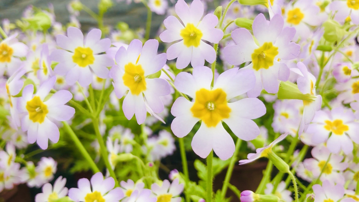 Loài hoa quý hiếm tái xuất sau hơn 100 năm tuyệt chủng Loai hoa quy hiem tai xuat sau hon 100 nam tuyet chung