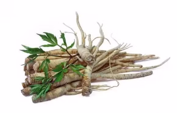 Loai cay dai tren nui 1 trieu/kg, Viet Nam co nhieu