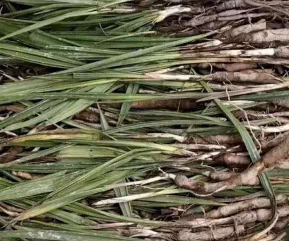 Loai cay dai tren nui 1 trieu/kg, Viet Nam co nhieu-Hinh-2