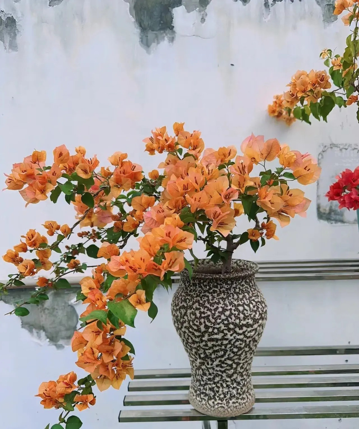  Cây cảnh này nở hoa quá đẹp, hoa nhiều, dễ dàng biến thành biển hoa lớn, hoa nở 300 ngày mỗi năm và có 1 số nơi khí hậu thuận lợi, hoa hầu như nở quanh năm. Hơn nữa cây cảnh này gần như không phải chăm sóc thường xuyên, tuổi thọ cao, không có sâu bệnh, dễ cắt tỉa và tạo hình thành bất cứ dạng nào bạn thích. 