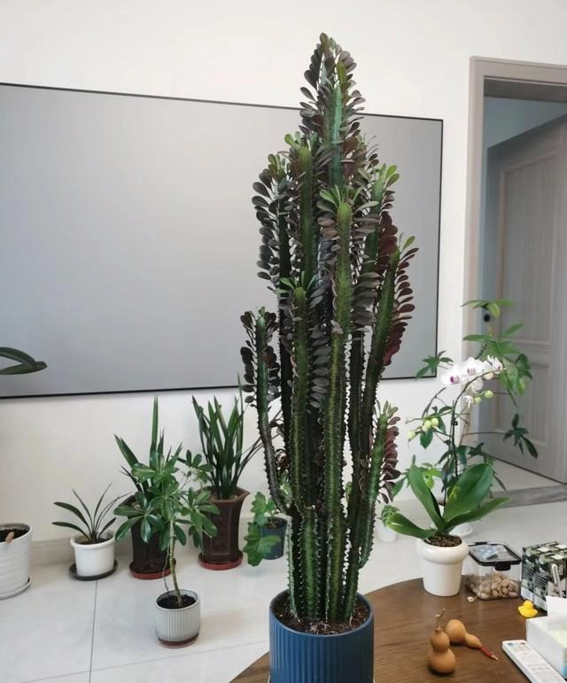  4. Cây cảnh: Xương rồng ba cạnh. Xương rồng Keel còn gọi là xương rồng 3 cạnh, xương rồng ông (tên khoa học là Euphorbia antiquorum) là cây cảnh độc đáo, cá tính mạnh mẽ được không ít người yêu thích. Ảnh minh họa Inf.new 