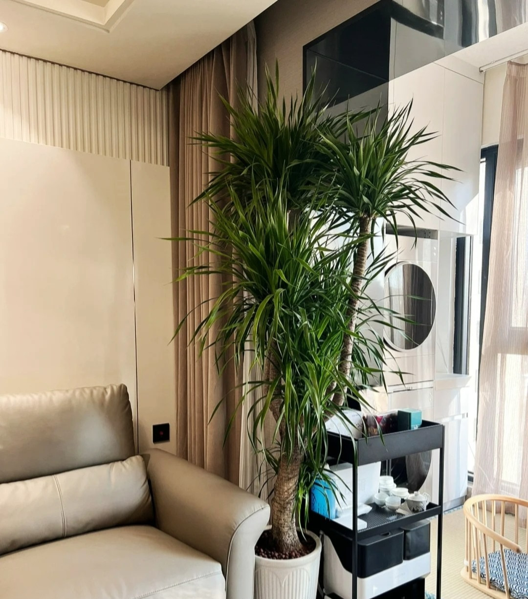 2. Cây cảnh: Huyết rồng. Nếu bạn thích trồng cây cảnh đẹp, luôn tươi xanh, trường tồn với thời gian thì hãy trồng một chậu cây huyết rồng. Tuổi thọ của nó rất dài, có thể lên tới hơn 1.000 năm. Ảnh minh họa Toutiao 