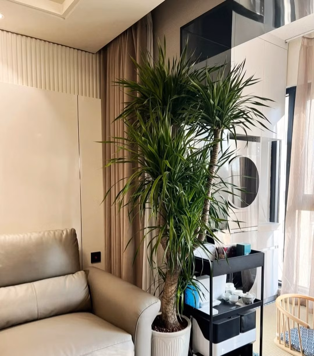 2. Cây cảnh: Huyết rồng. Nếu bạn thích trồng cây cảnh đẹp, luôn tươi xanh, trường tồn với thời gian thì hãy trồng một chậu cây huyết rồng. Tuổi thọ của nó rất dài, có thể lên tới hơn 1.000 năm. Ảnh minh họa Toutiao 