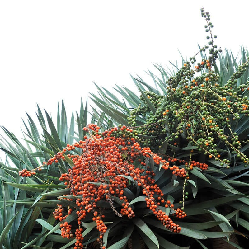  Chỉ cần cây cảnh này được chăm sóc đúng cách thì cũng có thể được trở thành vật báu gia truyền, truyền đời cho con cháu từ đời này sang đời khác. Cây huyết rồng là cây có tác dụng bảo vệ nhà cửa, mang lại sự bình an, đồng thời nó còn mang ý nghĩa phù hộ cho con cháu, giúp gia đình thịnh vượng, mang lại may mắn cho gia đình. Ảnh minh họa theoriginalgarden 