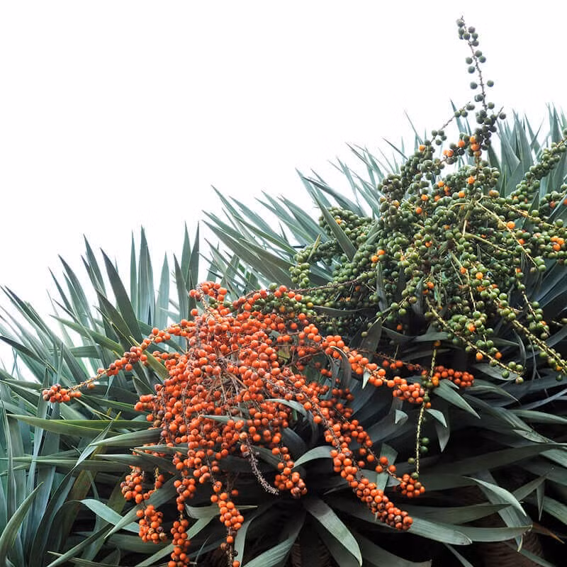  Chỉ cần cây cảnh này được chăm sóc đúng cách thì cũng có thể được trở thành vật báu gia truyền, truyền đời cho con cháu từ đời này sang đời khác. Cây huyết rồng là cây có tác dụng bảo vệ nhà cửa, mang lại sự bình an, đồng thời nó còn mang ý nghĩa phù hộ cho con cháu, giúp gia đình thịnh vượng, mang lại may mắn cho gia đình. Ảnh minh họa theoriginalgarden 