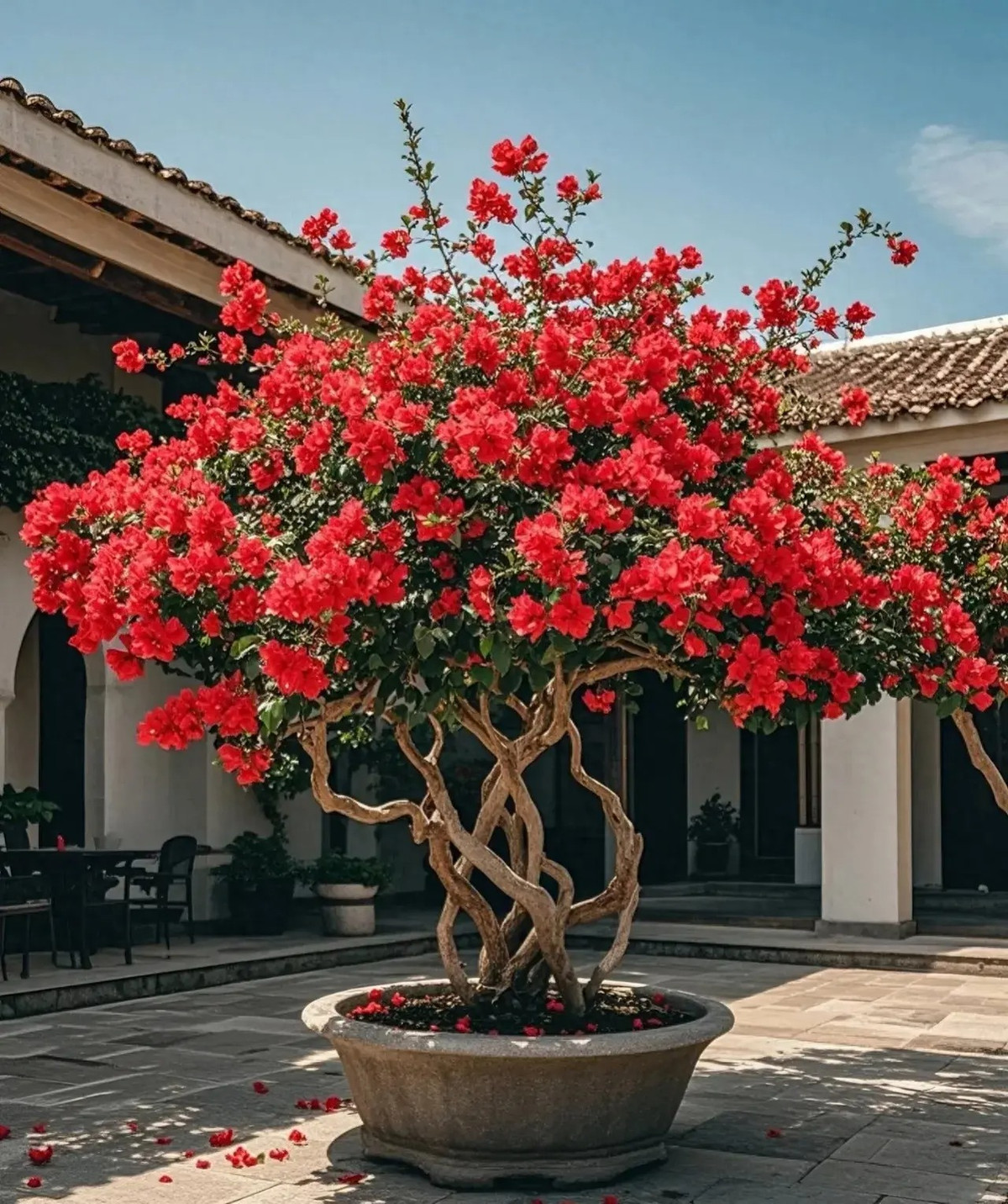  3. Cây cảnh: Hoa giấy. Nếu bạn muốn ngôi nhà của mình ấm áp, lãng mạn và có nhiều ánh nắng thì hãy trồng một vài chậu hoa giấy. Bởi khi hoa giấy nở, trên cành nở đầy những bông hoa xinh đẹp, màu sắc tươi sáng, nhiều chủng loại, mang đến cho người ta cảm giác đầy màu sắc, lãng mạn và ấm áp. 