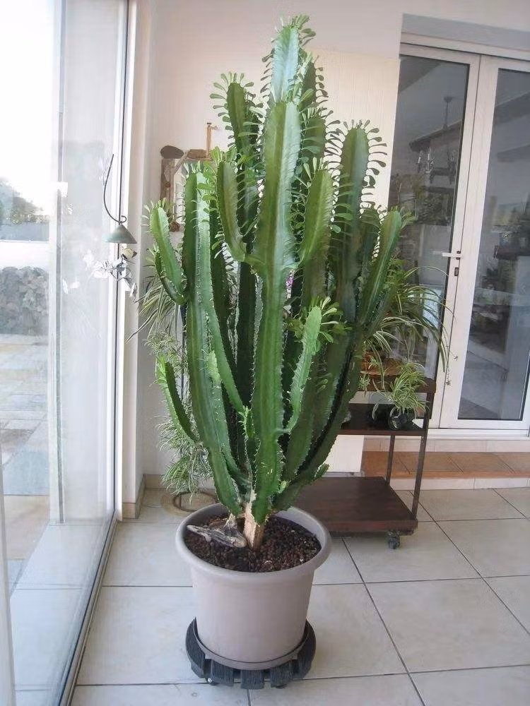  Cây cảnh này được nhà giàu ưa thích vì có thể gia tăng sự thịnh vượng cho gia đình. Trong phong thủy, loại cây này có tác dụng trấn trạch, xua đuổi những điều không may mắn ra khỏi nhà. Ảnh minh họa Toutiao