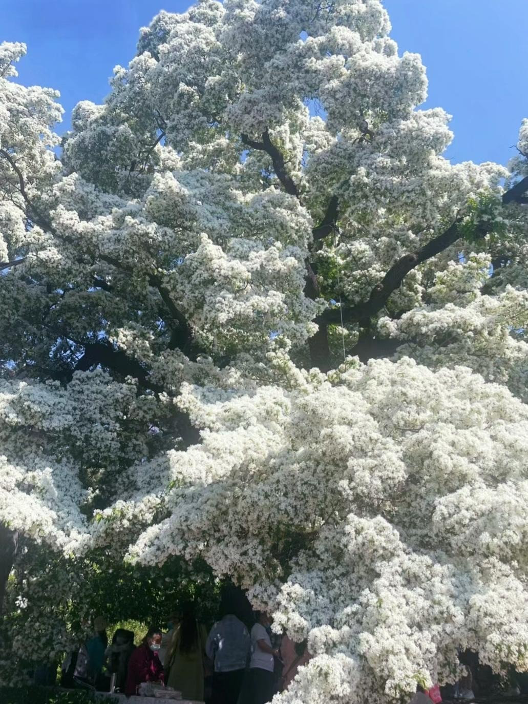  Loài cây này có nguồn gốc từ khu vực Đông Á, nổi bật với hoa màu trắng, lá xanh, sau đó chuyển màu sang lá vàng, rụng lá vào mùa đông. Ngày nay chúng được trồng phổ biến ở Trung Quốc, Hàn Quốc, Nhật Bản và một số quốc gia châu Âu cũng xuất hiện loài hoa này. Ảnh minh họa Toutiao 