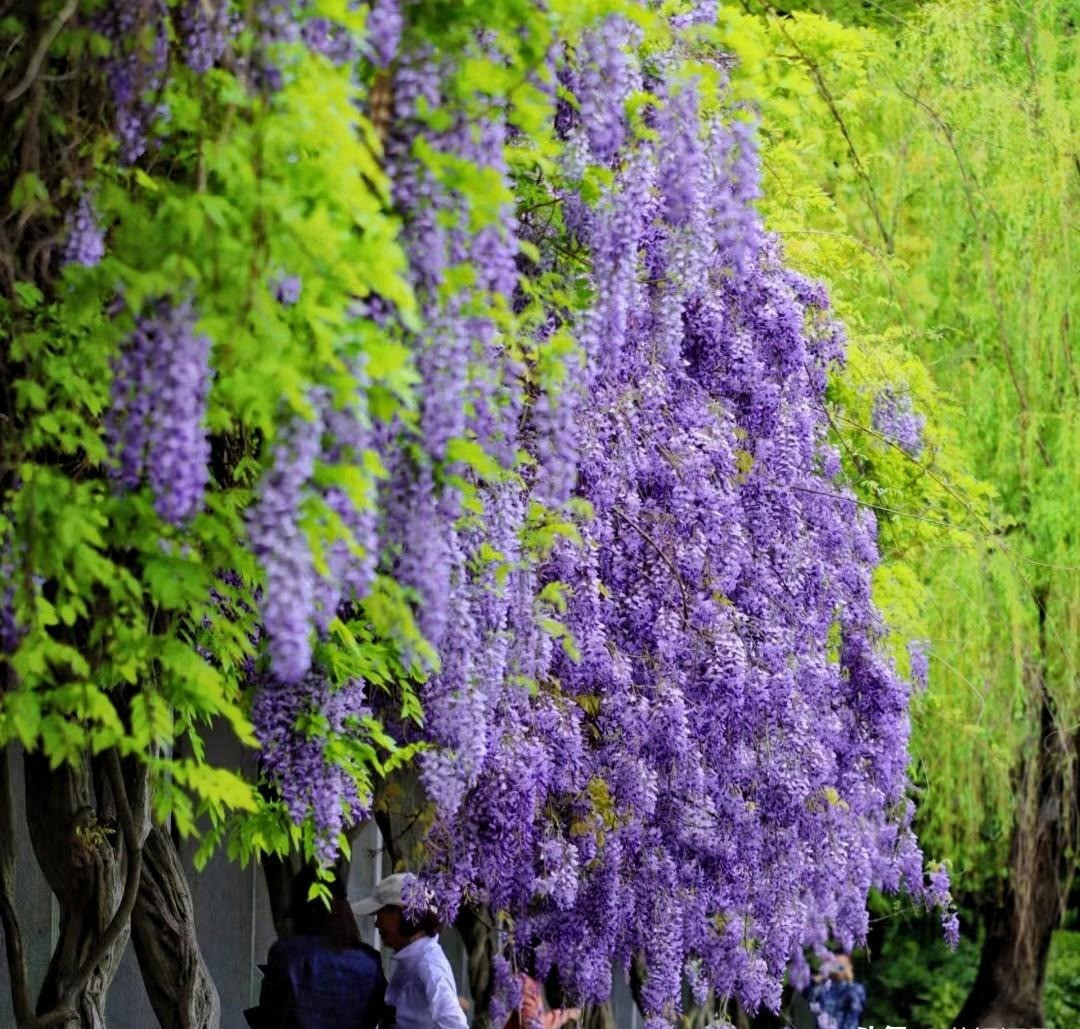  3. Cây cảnh: Tử đằng. Từ đằng (Wistreria) có nguồn gốc từ Trung Quốc, nổi tiếng với vẻ duyên dáng và sự nở hoa như thác đổ ngoạn mục. Nó được coi là loài hoa lãng mạn nhất thế giới. Ảnh minh họa Toutiao 