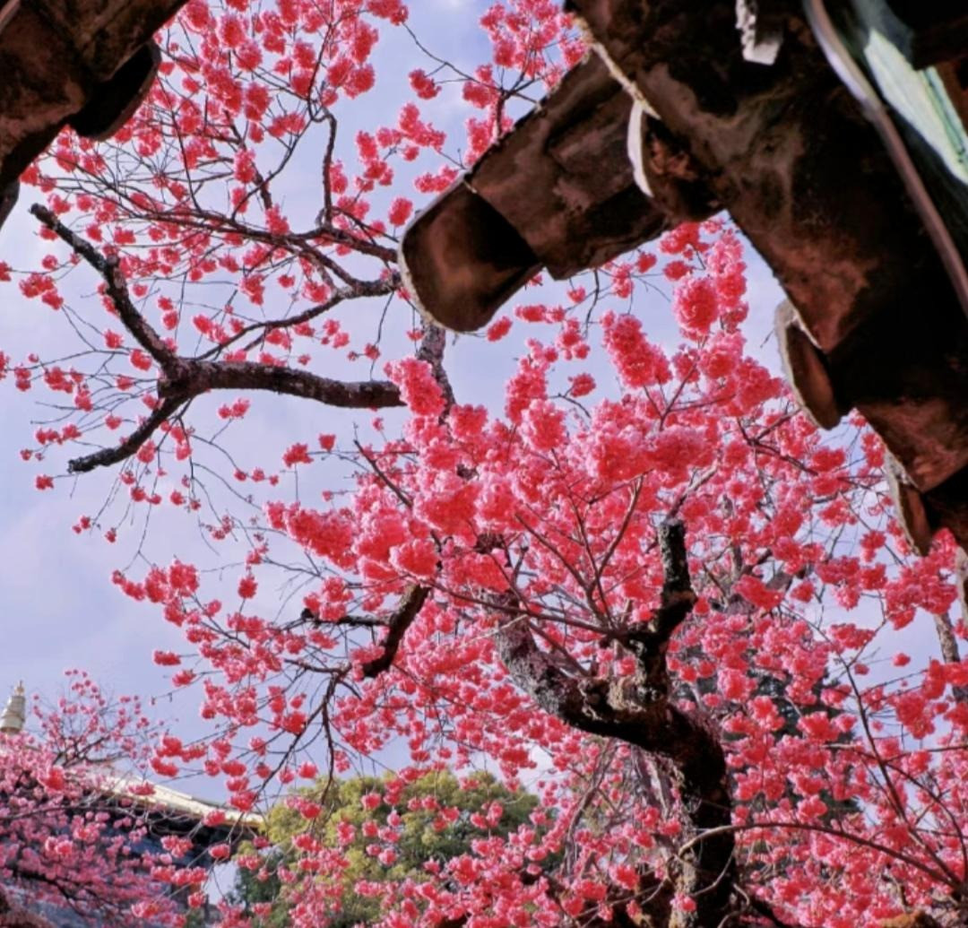 2. Cây cảnh: Anh đào Himalaya hoang dã. Anh đào Himalaya hoang dã (Cerasus cerasoides) là loài hoa rực rỡ, độc đáo. Chúng khác với hoa anh đào Nhật Bản ở chỗ hình dạng hoa có hai cánh và màu hoa tương đối tươi sáng. Ảnh minh họa Toutiao 