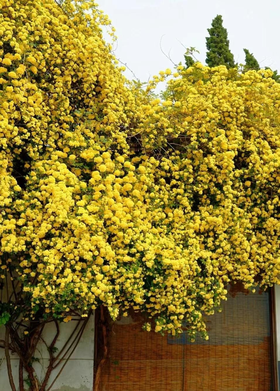  6. Cây cảnh: Hồng mân côi vàng. Cây cảnh này cũng có cái tên khác lạ: Hồng mân côi. Ngoài ra cây cảnh này còn có các tên gọi khác như mộc hương, hường mân côi, kim ngân nữ. Ảnh minh họa Toutiao 