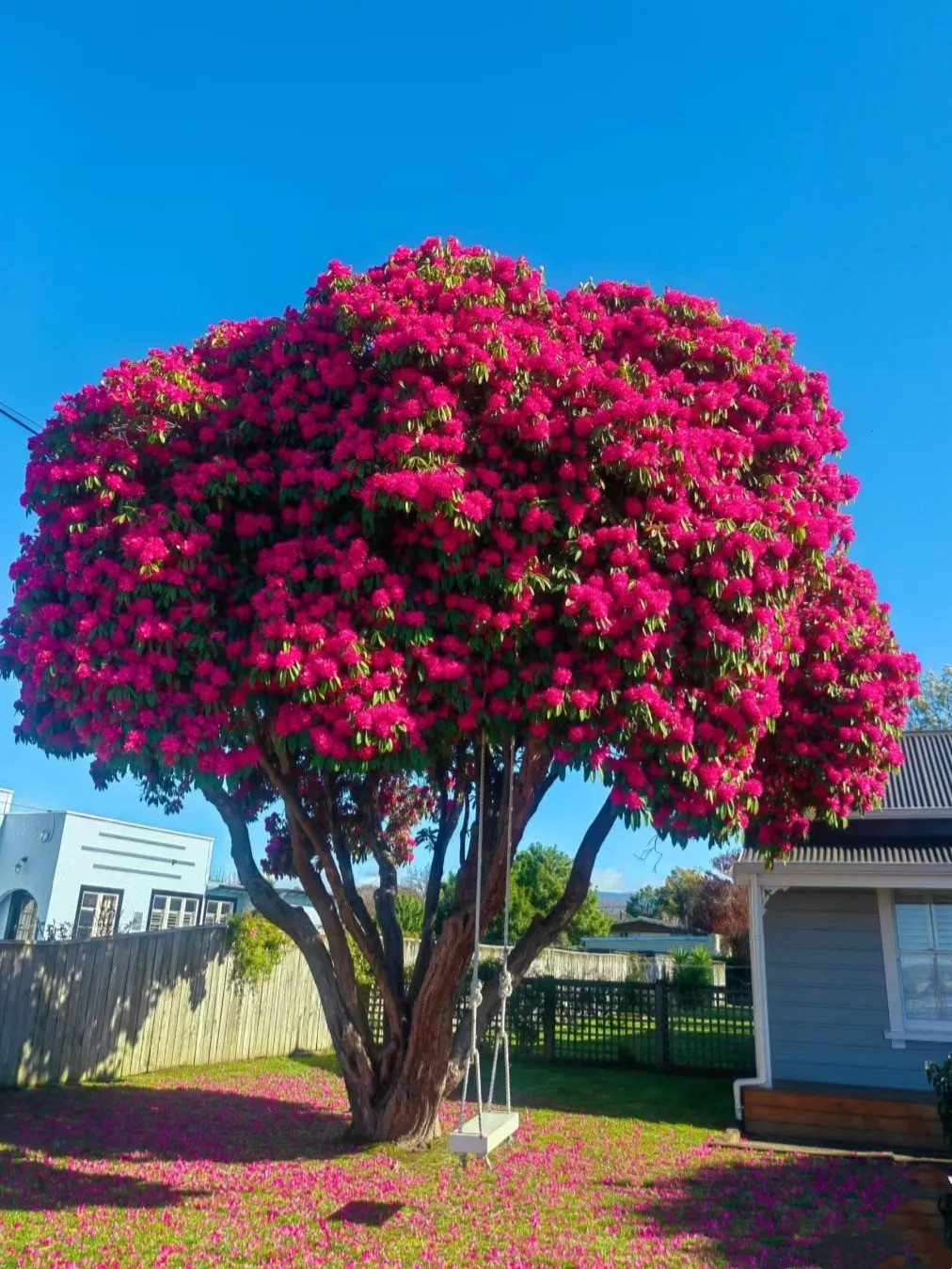  Nơi đây có hàng nghìn cây đỗ quyên có tuổi đời hàng trăm năm, khi nở rộ tạo thành khung cảnh vô cùng ngoạn mục. Cây cảnh này cũng là cây cảnh trồng trong nhà nổi tiếng với vẻ đẹp đa dạng, màu sắc rực rỡ mà không nhiều hoa có được. Ảnh minh họa Toutiao