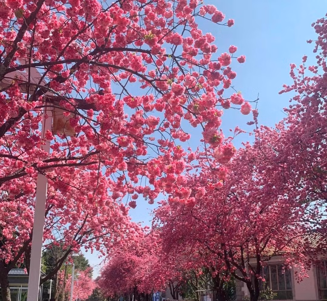  Trong thời kỳ nở hoa cao điểm vào tháng 3, cây cảnh rực rỡ, bừng sáng như ánh bình minh. Đứng dưới những chậu hoa anh đào cao đỏ rực, bạn sẽ xòe váy phấn khích, cảm thấy mùa xuân vô cùng trong lành và đáng giá nhất trên đời. Ảnh minh họa Toutiao 