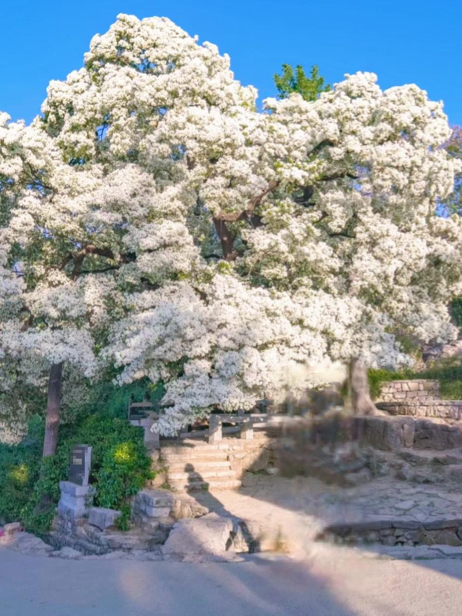 9. Cây cảnh: Lưu tô. Cây cảnh này có tên khoa học là Chionanthus retusus, tên tiếng Anh là Chinese fringe tree, thuộc họ ô liu (Oleaceae), chi Chionanthus ('chion' có nghĩa là tuyết, 'anthus' là hoa). Ảnh minh họa Toutiao 
