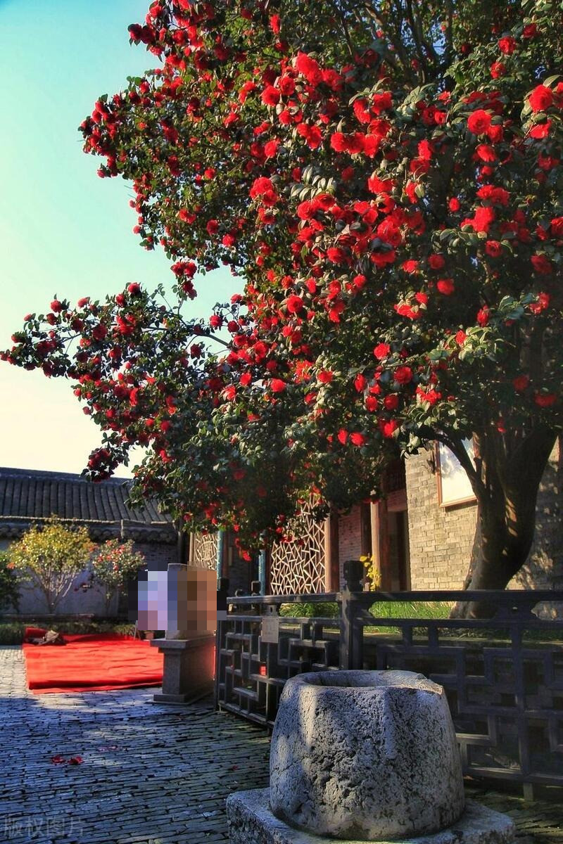  Màu sắc rực rỡ, hoa lớn, đẹp và tinh tế, vòng đời của hoa trà cũng rất dài, cây cảnh này được mệnh danh là “Nữ hoàng của các loài hoa”. Nếu được trồng thông thường, cây cảnh này có thể tồn tại hàng chục năm và nếu được chăm sóc tốt, nó có thể sống hàng trăm năm. Ảnh minh họa Toutiao 