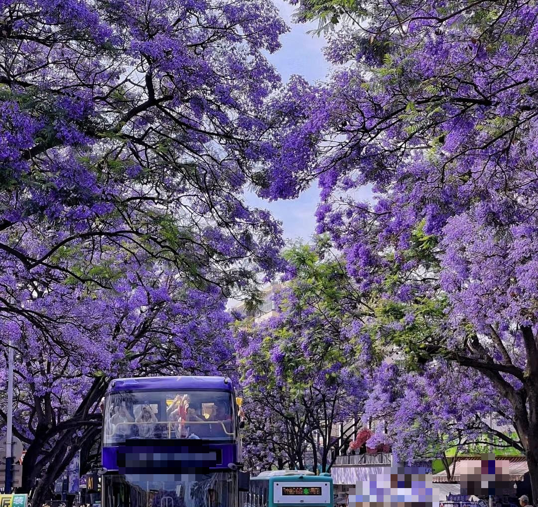  Cây cảnh này là cây thân gỗ có hình dáng độc đáo. Thân cây cao và thẳng, cành mảnh mai dày đặc. Những tán cây gần như được bao phủ hoàn toàn bởi hoa trong mùa hoa nở, tạo nên một cảnh quan tuyệt đẹp. Ảnh minh họa Toutiao 