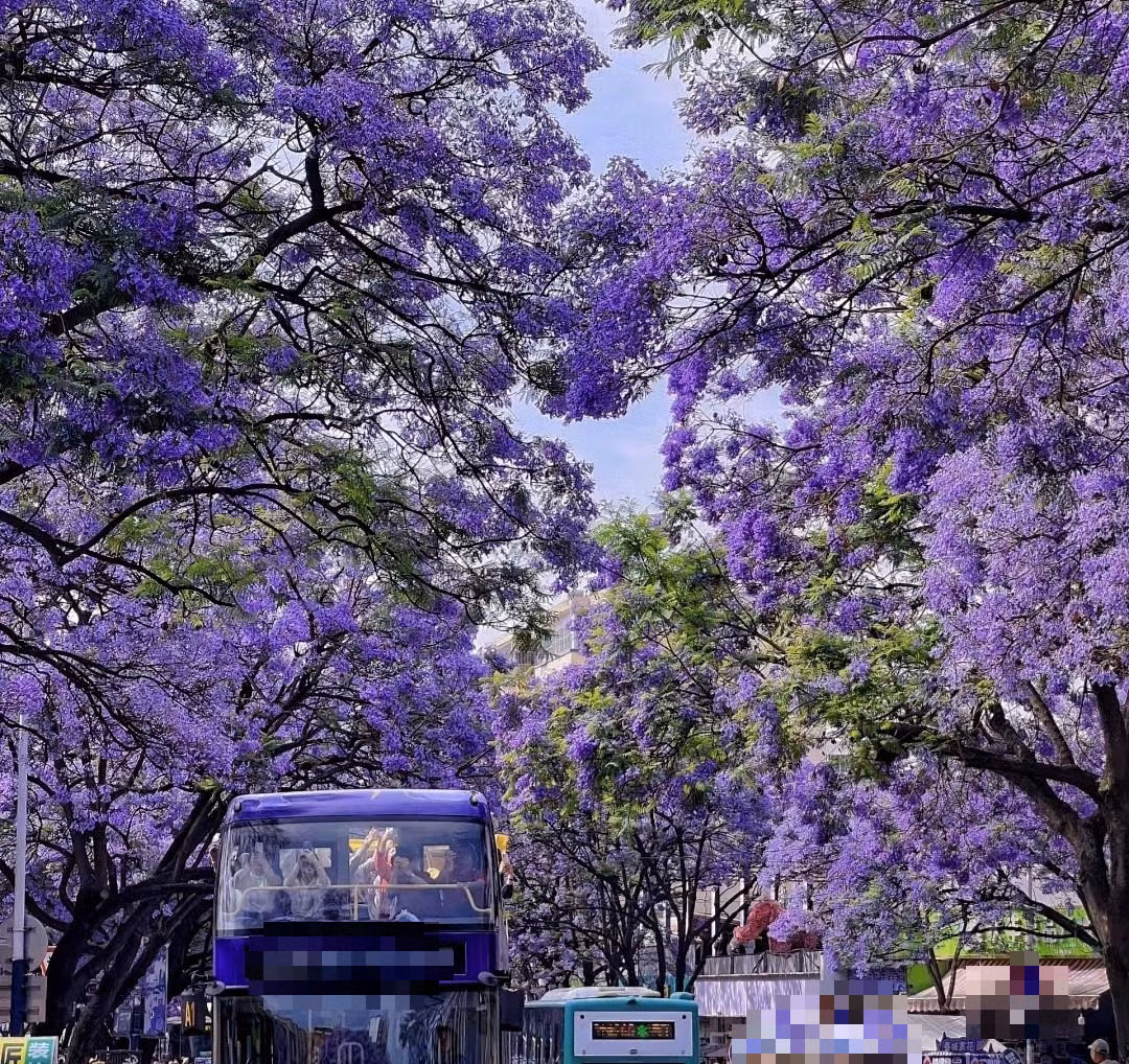  Cây cảnh này là cây thân gỗ có hình dáng độc đáo. Thân cây cao và thẳng, cành mảnh mai dày đặc. Những tán cây gần như được bao phủ hoàn toàn bởi hoa trong mùa hoa nở, tạo nên một cảnh quan tuyệt đẹp. Ảnh minh họa Toutiao 